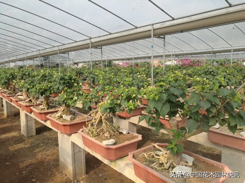 三角梅市场趋势,百年老桩三角梅盆景多少钱一棵