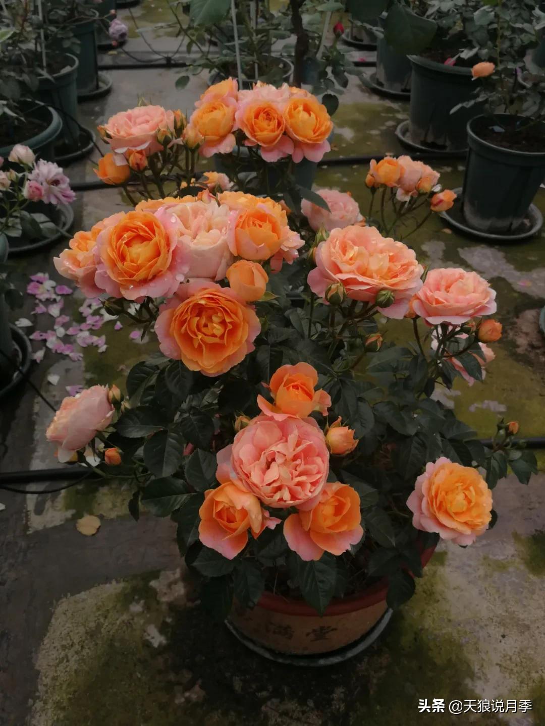 月季春季第一波花要不要剪,月季春季第一波花开后嫁接