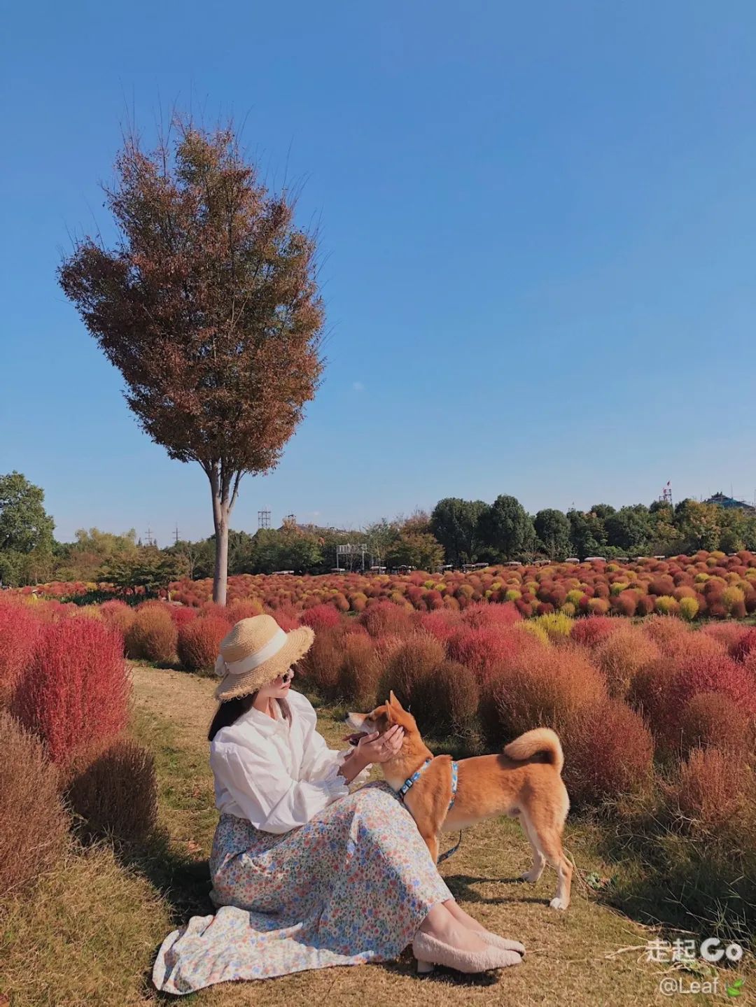 2022年上海遛狗圣地,2021上海遛狗圣地