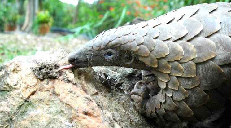 收穿山甲被处罚,穿山甲被判刑案例
