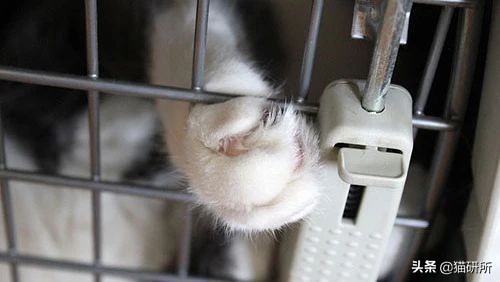 应该如何引导猫咪进航空箱,怎样让猫咪不害怕主人