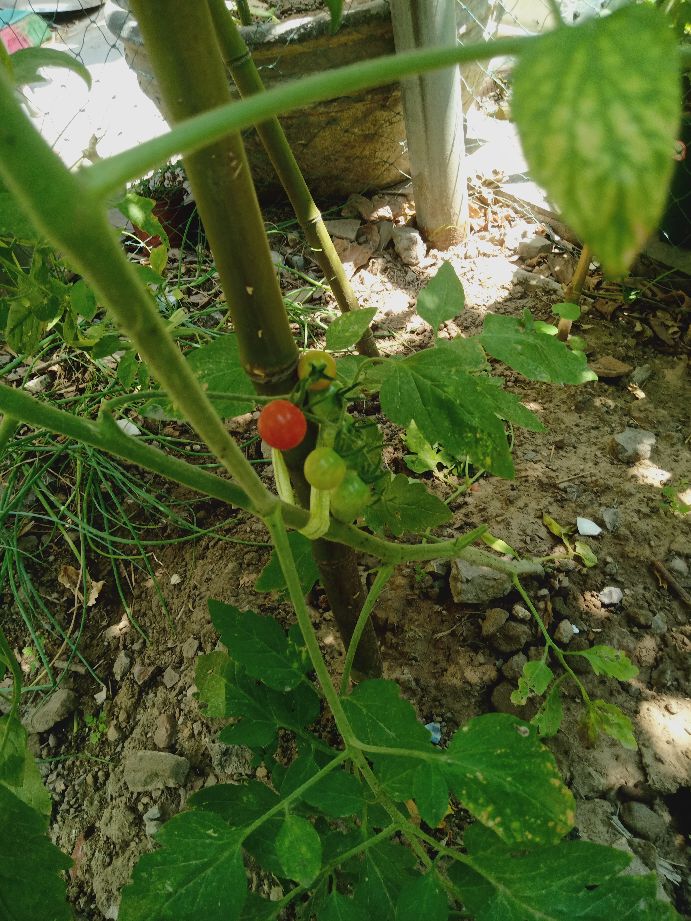 樱桃番茄最好的颜色,樱桃番茄挑选