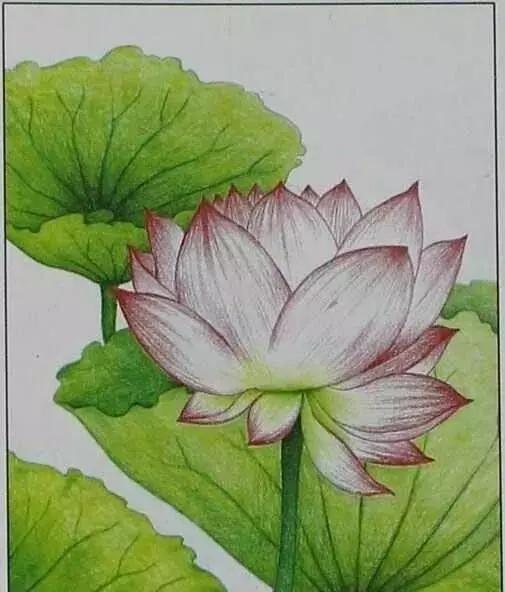 画荷塘与荷花,画一张美丽的荷塘画