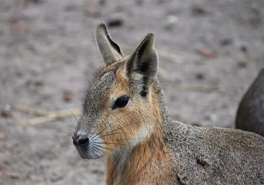 动物界一生一夫一妻制的动物,坚守一夫一妻