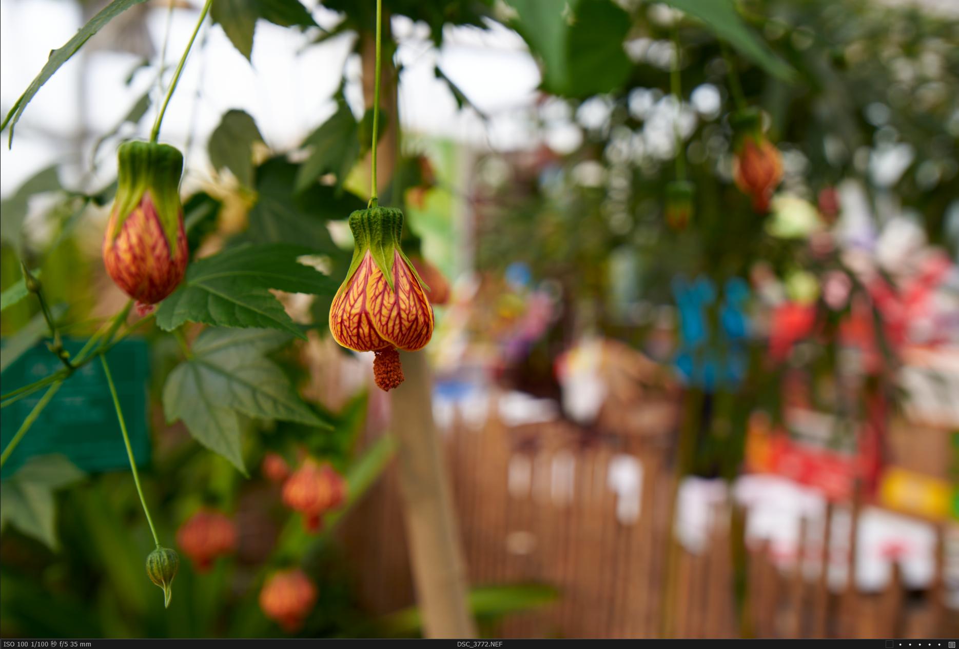 冷门照相机,冷门相机经典镜头