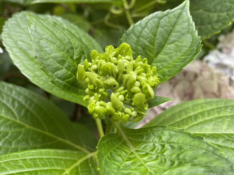 iphone和安卓使用3年对比,真实安卓用户眼里的iphone