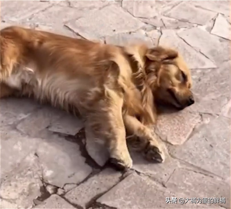 走丢的金毛在马路上找主人,金毛丢了再贴寻狗启事