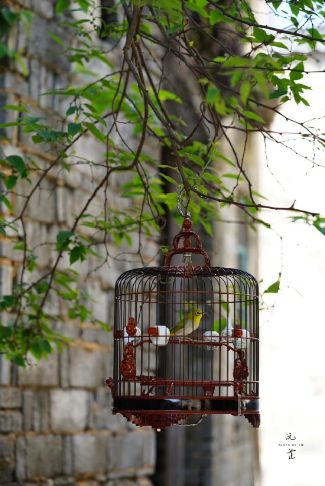 一个闲字一个鸟字读什么,一个闲一个木字念什么