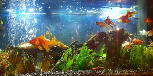 小金鱼肚皮朝上失漂了怎么办,金鱼开始肚皮朝上了怎么抢救