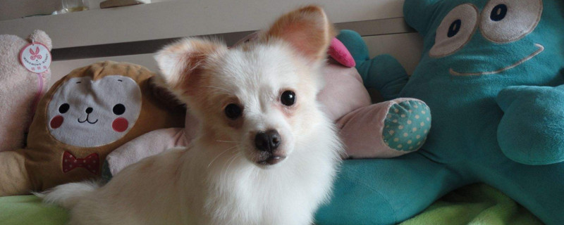 狗狗几天不吃东西吐沫,狗狗生病了呕吐几天没吃怎么办