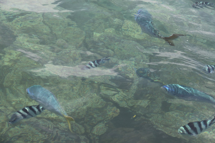 澶у牎绀佺儹姘旂悆,澶у牎绀佹捣娲嬬悆