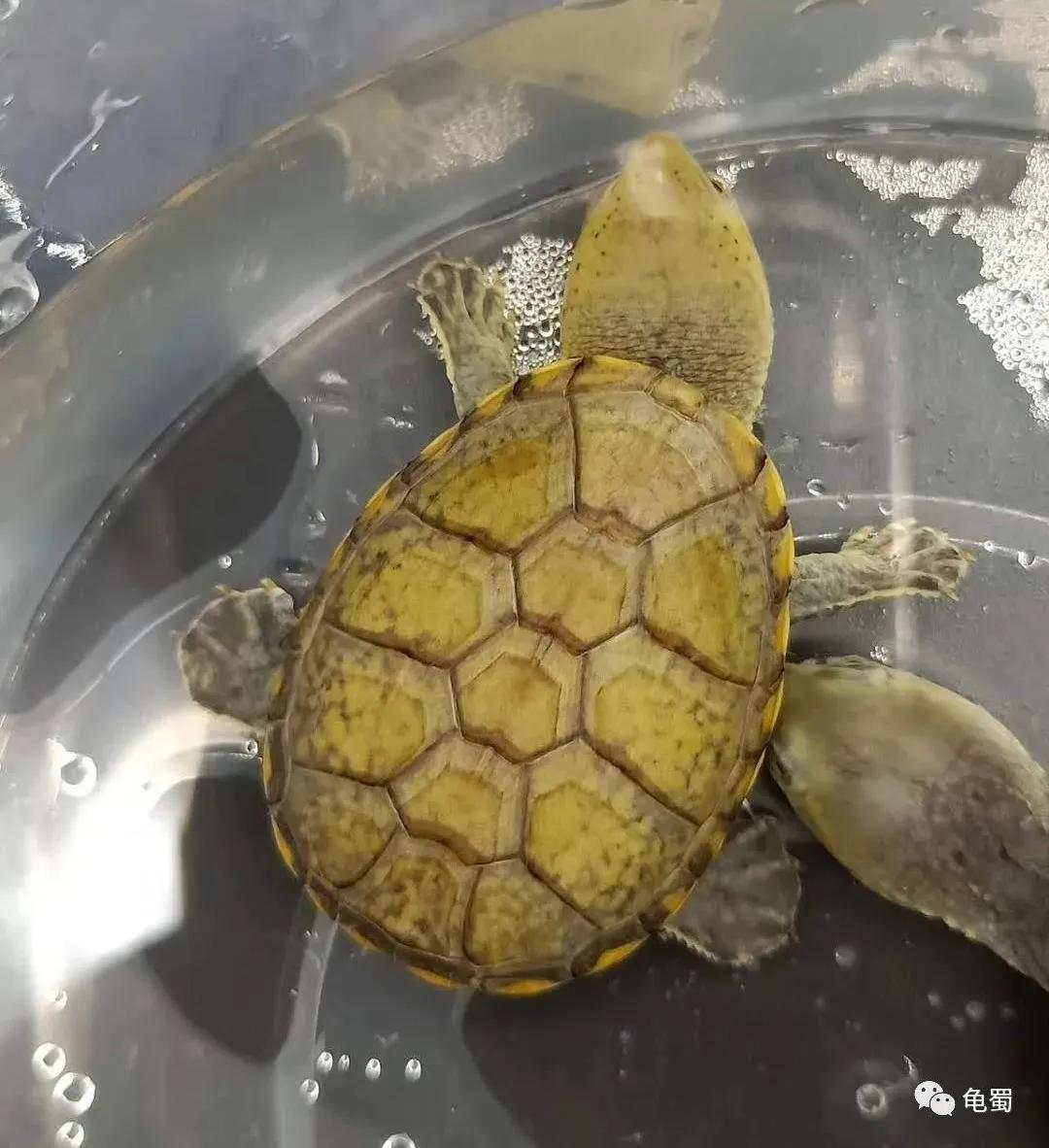 minimonster杭州,minimonster绘本