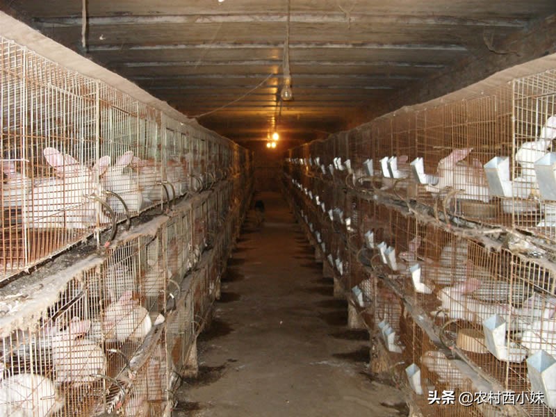 肉兔怎么养才能长得快,肉兔怎么养才能养得好