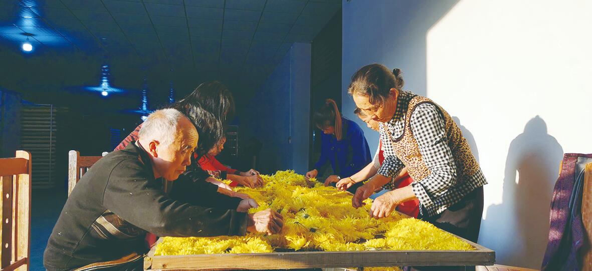 哪里盛产金丝黄菊,金丝皇菊适合哪些地区种植