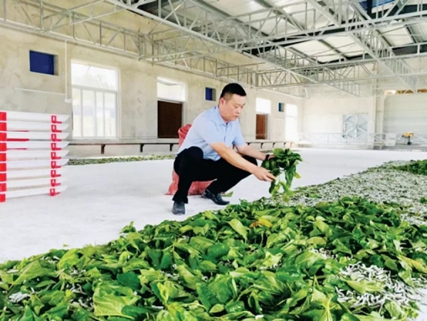 摘桑养蚕赚钱,种桑养蚕致富的成功经验