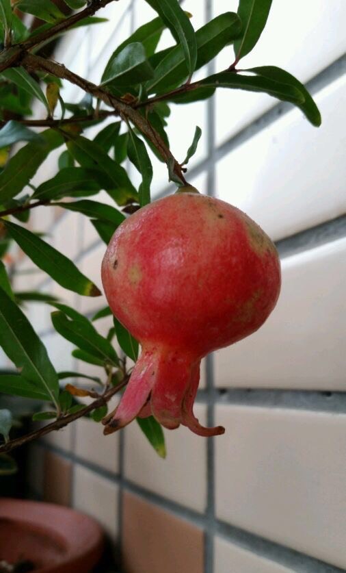 怎么养护石榴盆栽才能开花结果,石榴盆栽造型和养护方法图片