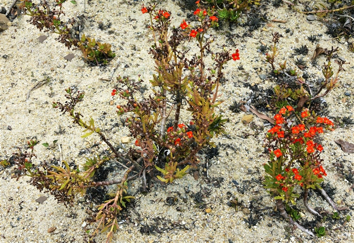 伽蓝菜属有哪些常见的,伽蓝菜怎样用