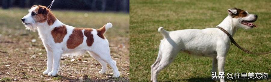 中国唯一被承认的猎犬,中国常见的猎犬