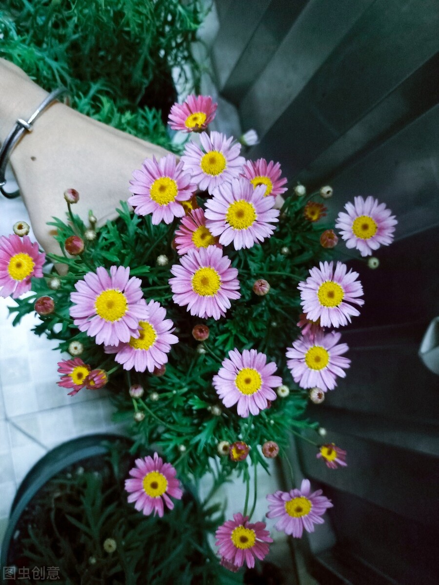 养玛格丽特,养了多年的玛格丽特