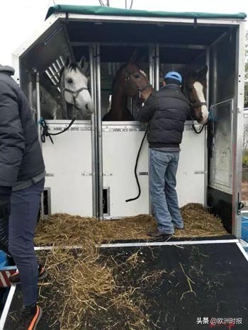 欧洲“白龙马”“啸天犬”亮相军运会，它们在中国待遇有多好？