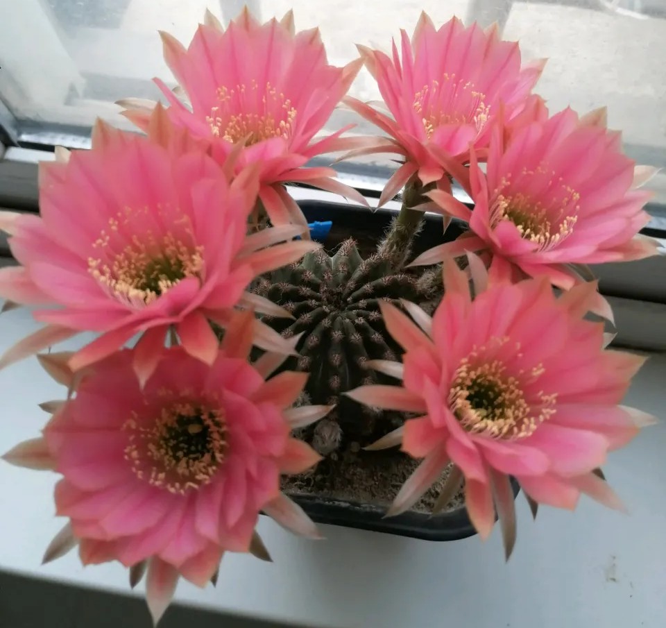 仙人球开花多盆栽品种大全,仙人球会开花还特别漂亮