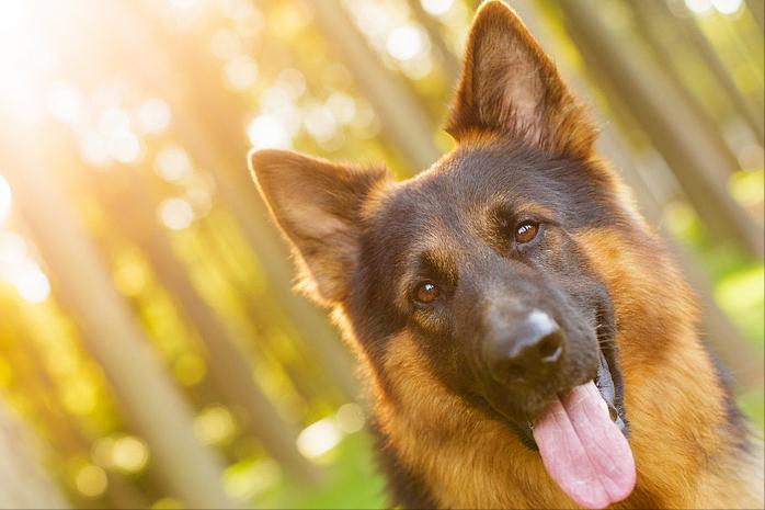 你可以永远相信“德国牧羊犬”，看完你就清楚了