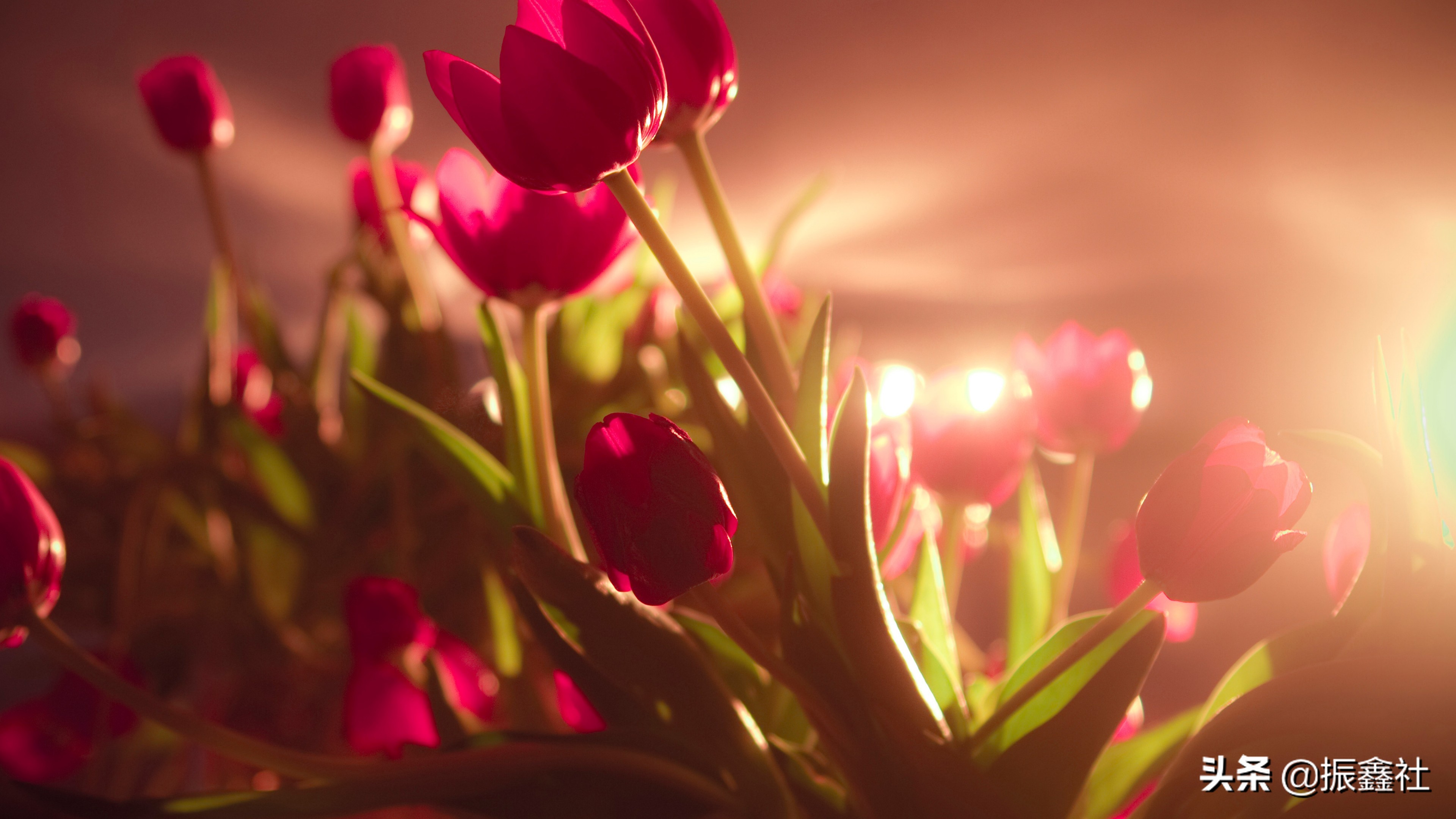 最新顶级高贵风景超清全面屏壁纸,绝美的风景电脑壁纸