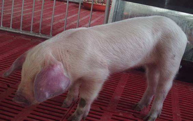 猪是怎么感染蓝耳病的,猪喘气大是蓝耳病吗