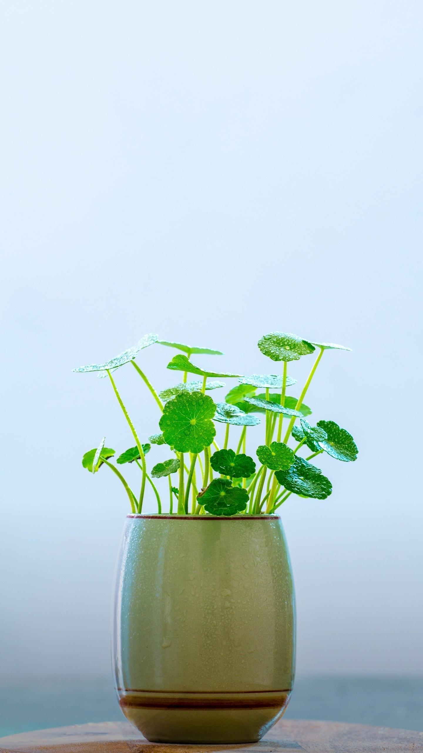 孕期皮肤痒胆汁淤积,妊娠期肝内胆汁淤积症的注意事项