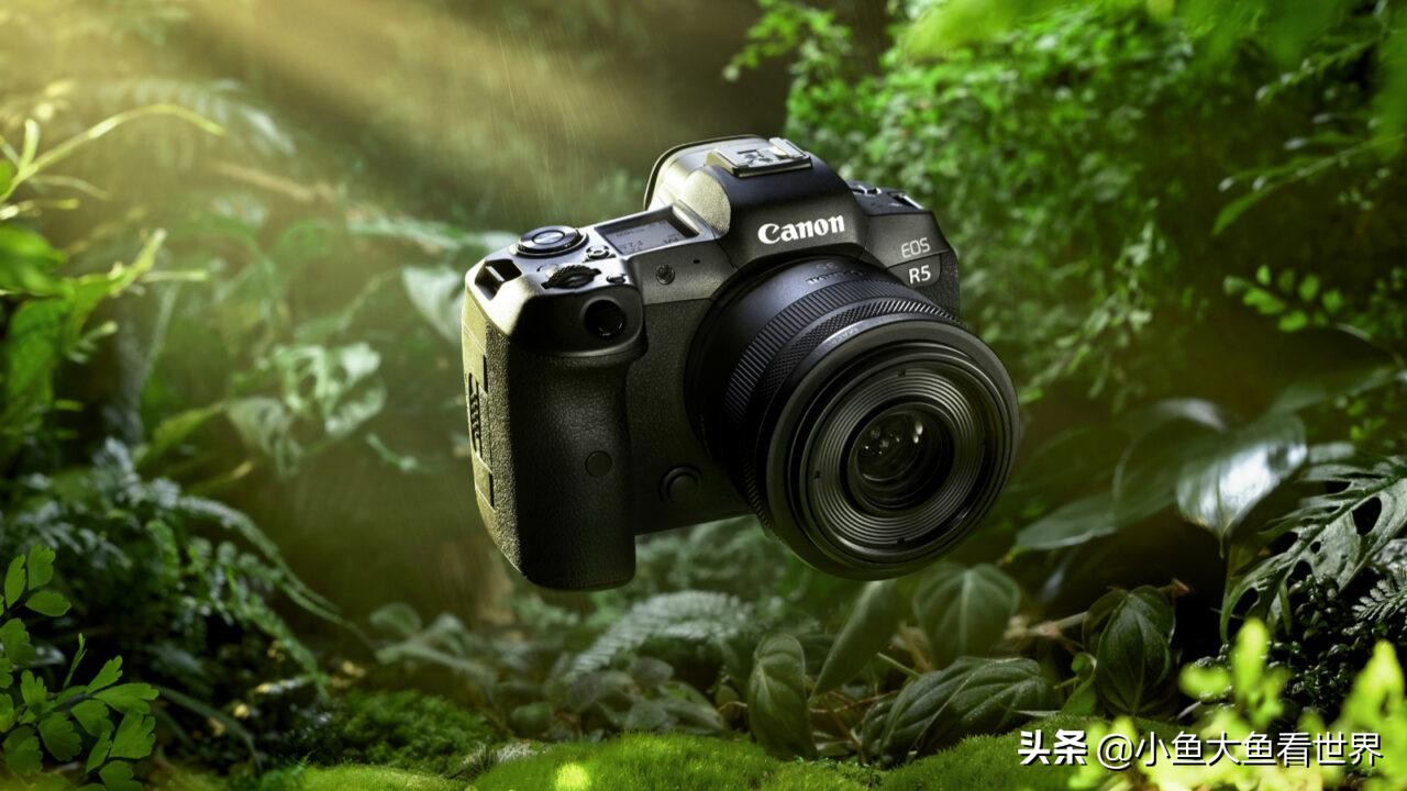 佳能尼康索尼600mm镜头对比 (相机入门级的索尼尼康佳能哪个好)