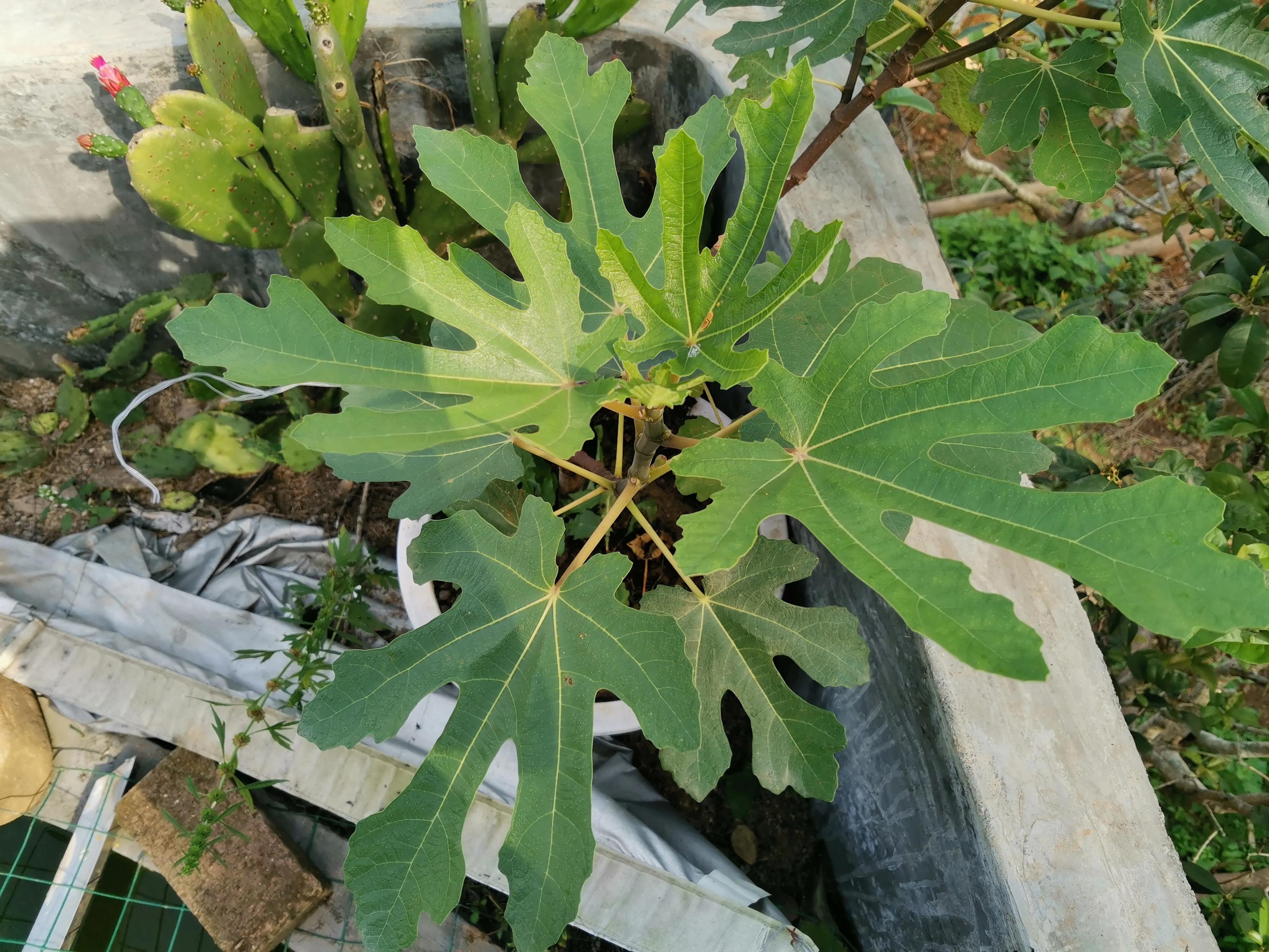 口感最好的无花果图片,颜值很高的无花果