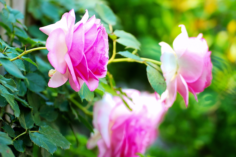 月季被称为花中皇后的故事,月季是国花还是市花