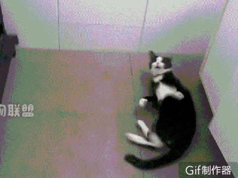 猫咪总是抽搐癫痫怎么回事呢,猫咪做梦抽搐和抽搐的区别