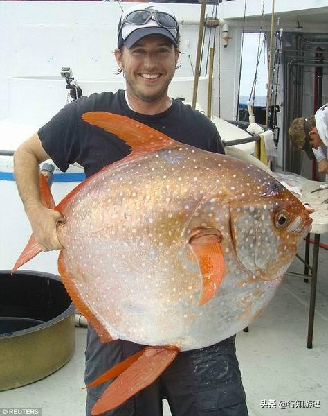 「共63题」强国争上游答题中的“动物世界”专题（最全辨析）