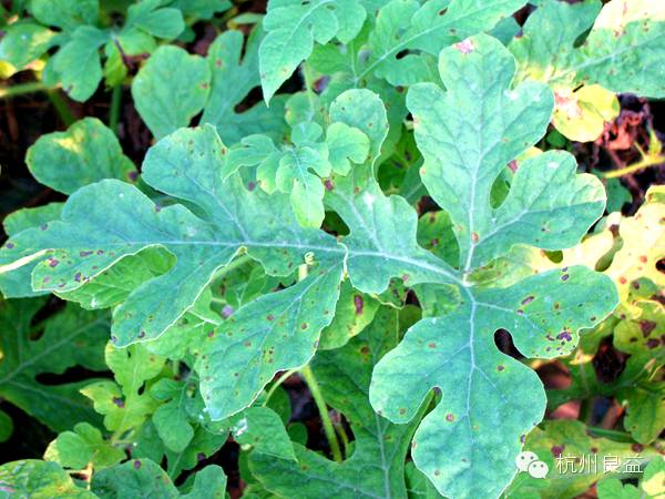 西瓜病虫害一本通表,西瓜红薯种植病虫害防治