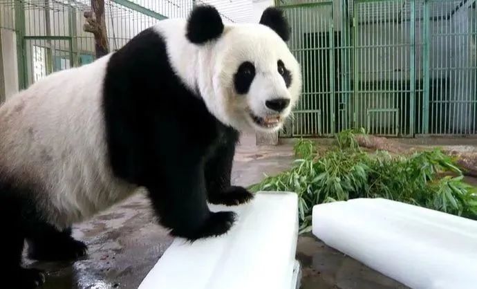 济南动物王国一日游详细攻略,济南一日游动物园