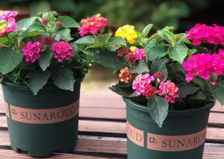 新手如何养好花卉,新手盆栽花怎么养