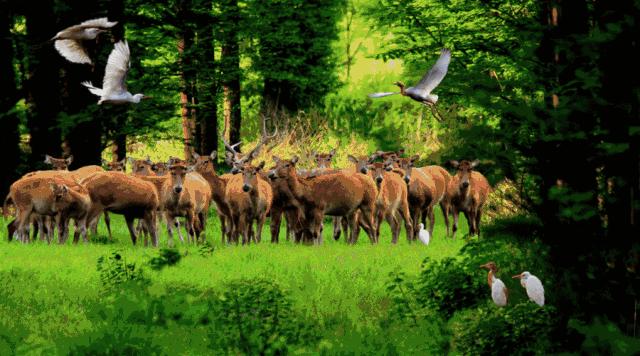 世界环境日我们该怎么做,世界环境日守护环境沃来当先