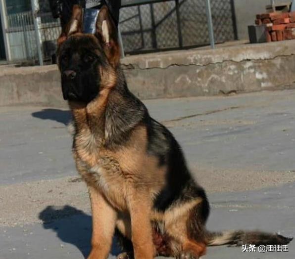 德牧的优点和缺点适合新手,什么样的德牧最漂亮