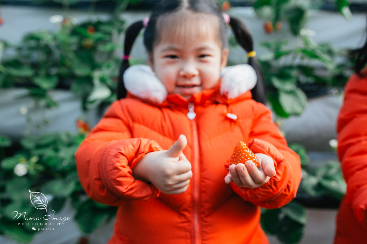 几百亩草莓采摘基地，无销售，不够卖，老板：绿色天然无公害