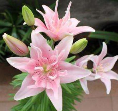 百合花第二年冒芽了怎么养,百合花冒芽了还可以覆土吗