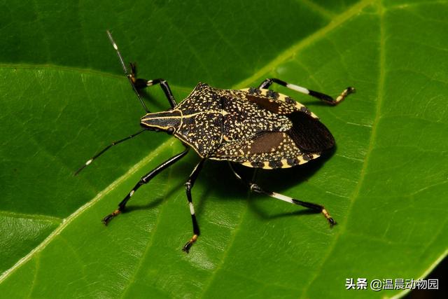 有没有一种虫子叫放屁虫,臭屁虫是什么样子的虫子