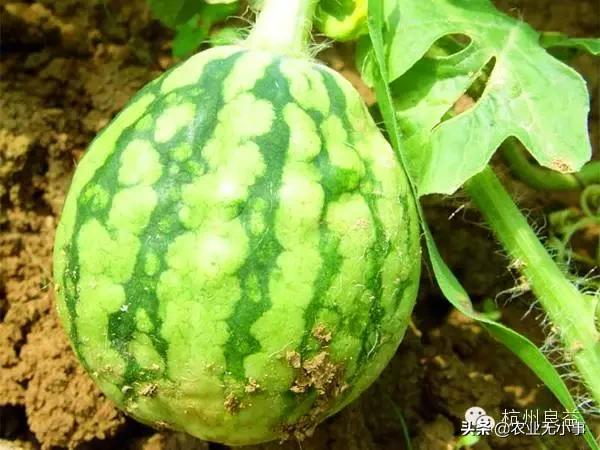新版西瓜病虫害解决方案,2020西瓜病害视频