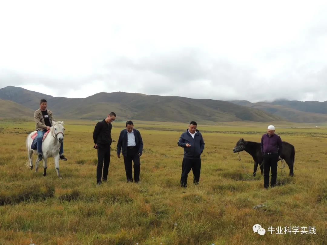 2023肉牛行情分析,2023-2024中国肉牛行情还会下跌吗