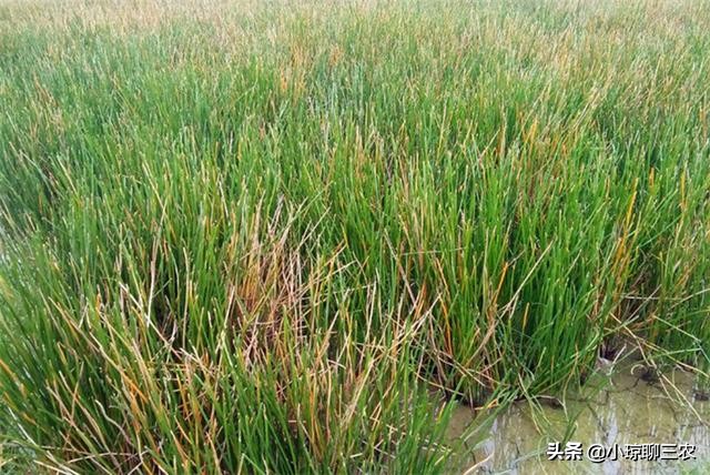 荸荠的种植技术以及营养价值介绍,每日农经荸荠种植技术