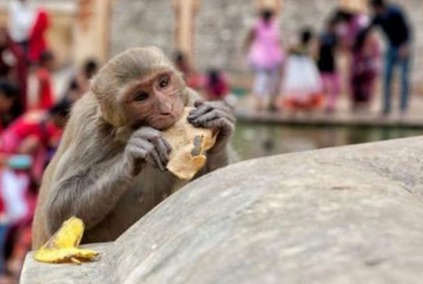 印度一物种泛滥“无恶不作”，政府不得已放大招：抓住一只奖五十