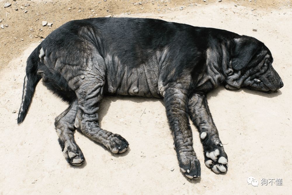 狗身上有白爪好不好,狗身上起白屑怎么治