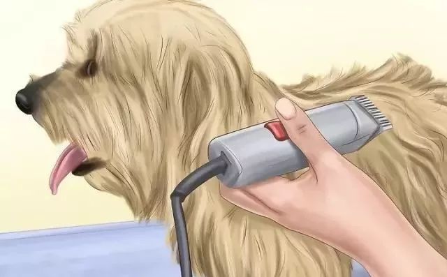 狗狗中暑后好几个小时站不起来,狗狗中暑症状和解救方法及其价格