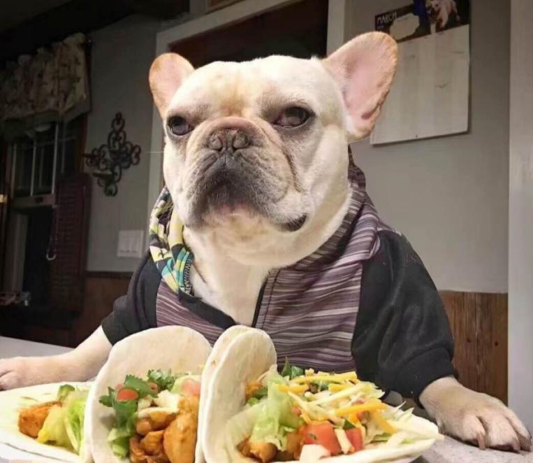 法斗体臭最好的解决方法,假如你家里面有脏东西你会怎么办