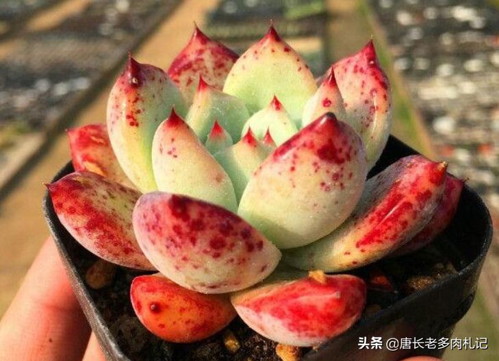 多肉卡罗拉,多肉卡罗拉是什么品种